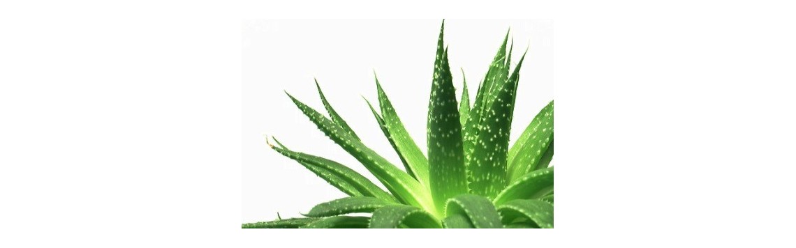 aloes